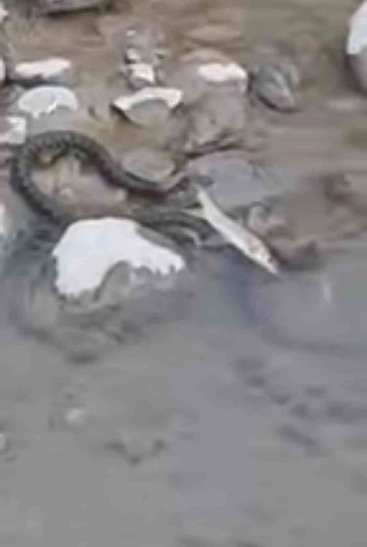 Aras Nehrinde yılanın balık avı görüntülendi
