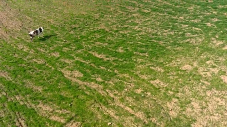 Arazisine giren ineği dronla böyle kovaladı
