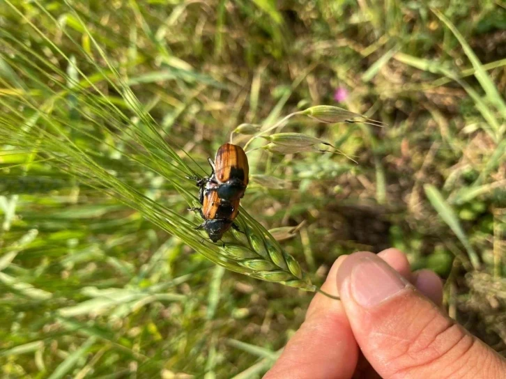 Ardahan’da bambul böcekleri ürünlere zarar verdi
