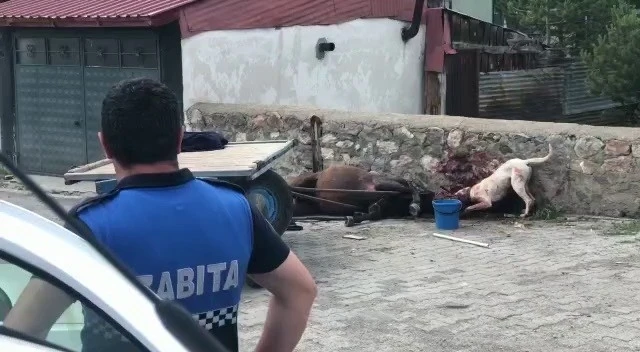 Ardahan’da köpek vahşeti kamerada
