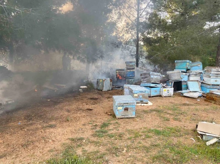 Arı Kovanları Orman Yangınında Zarar Gördü