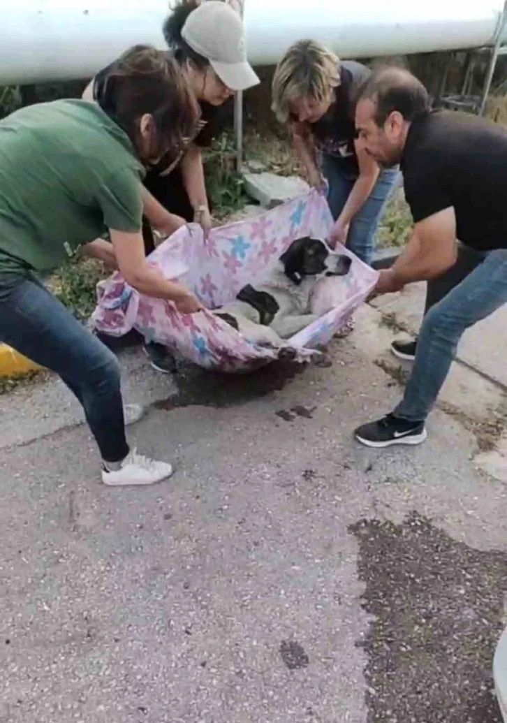 Arka ayakları felç olan köpek, hayvanseverler tarafından ayağa kaldırıldı
