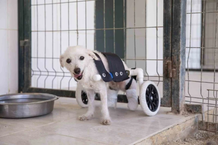 Arka ayakları kesilmiş halde bulunan köpek yürüteçle yürümeye başladı
