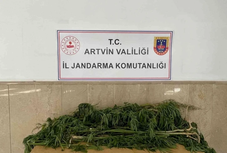 Artvin’de esrar operasyonu
