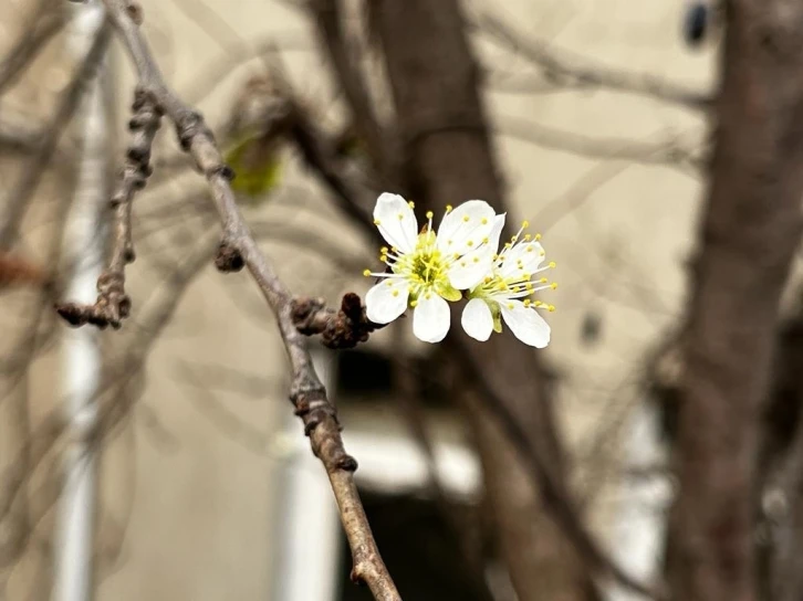 Artvin’de kış ortasında erik ağacı çiçek açtı
