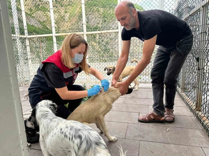 Artvin’de kuduz şüphesi
