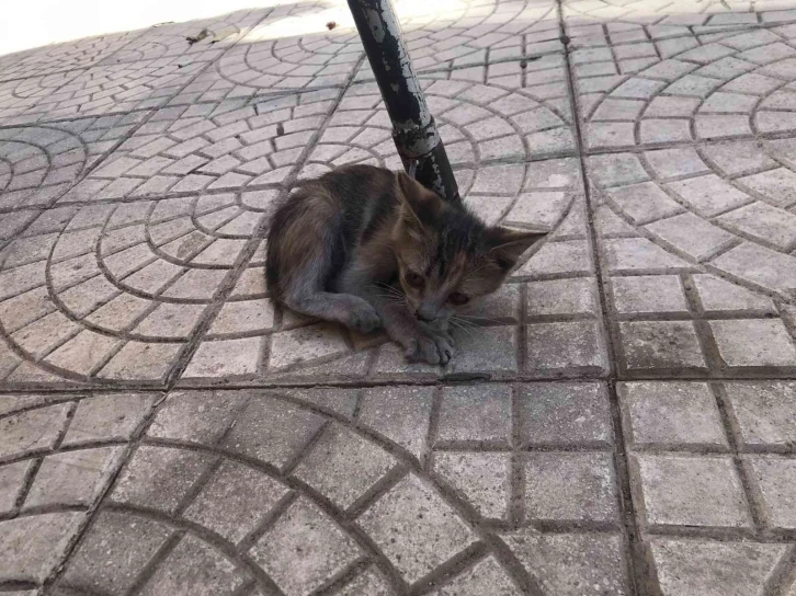 Asansör boşluğunda mahsur kalan kedi kurtarıldı
