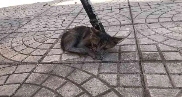 Asansör boşluğunda mahsur kalan kedi kurtarıldı