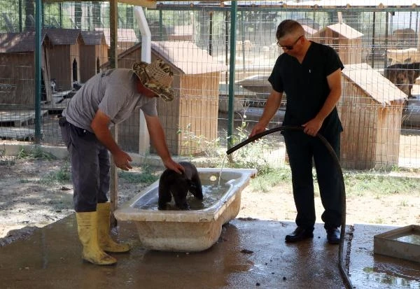 Aşırı sıcaklardan bunalan köpekler, barınaktaki banyo küvetlerinde serinliyor