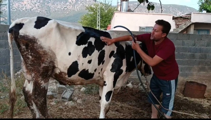 Aşırı sıcakta inek ve keçisini suyla serinletmeye çalıştı
