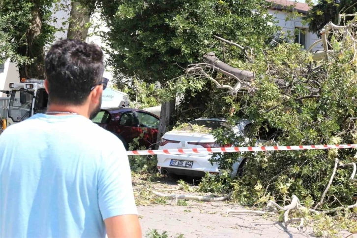 Asırlık çınar ağacının kırılan dalı 5 araçta hasara yol açtı
