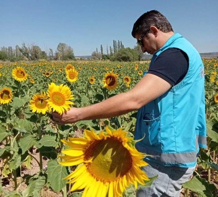 Aslanapa’da ayçiçeği ekili alanlarda hastalık zararlı ve fenolojik gözlem kontrolleri
