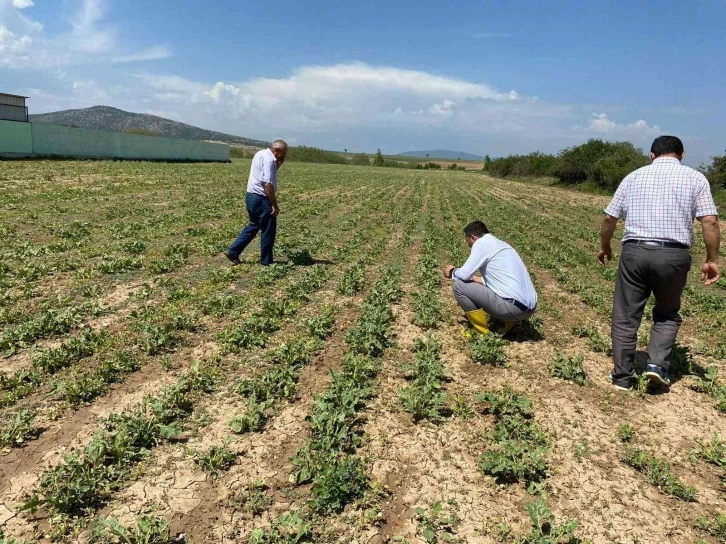 Aslanapa’da dolunun ürünlerdeki etkileri tespit ediliyor
