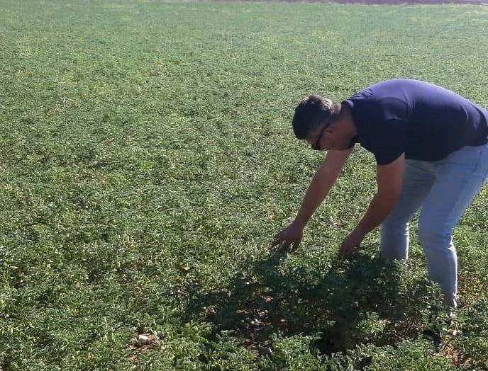 Aslanapa’da nohut bitkisinde hastalık, zararlı ve fenolojik dönem takibi
