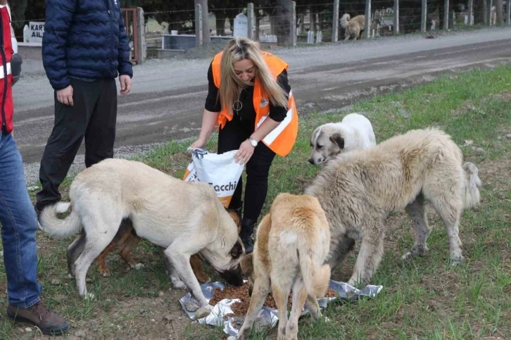 Atakum Belediyesi’nden patili dostlara 32 ton mama desteği
