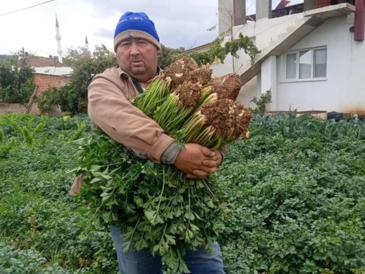 Atalık tohumla üretilen kerevizlere büyük ilgi
