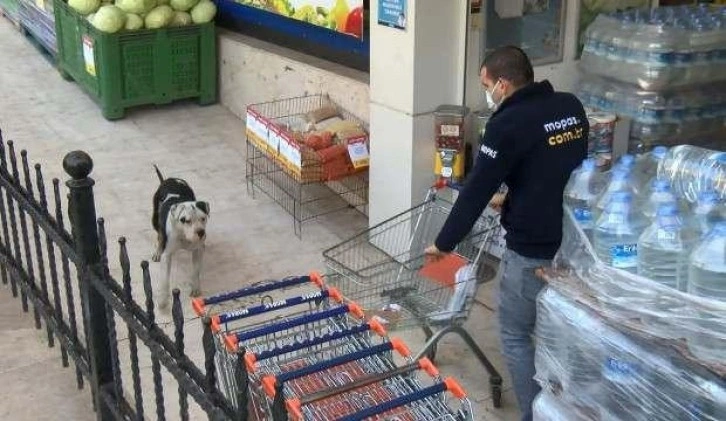 Ataşehir'de başıboş gezen pitbull paniğe sebep oldu!