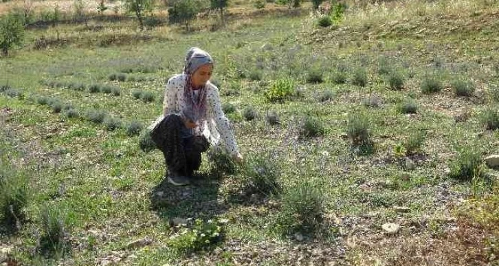 Atıl araziyi lavanta üretimine kazandırdı