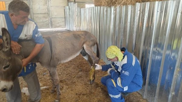 Av kapanının yaraladığı eşek tedaviye alındı