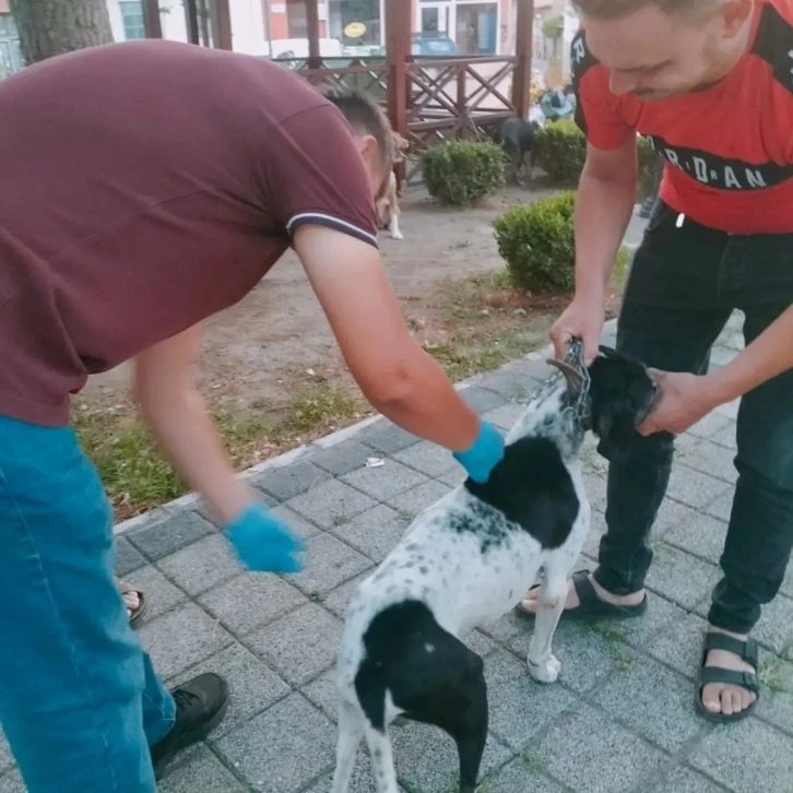 Av köpeklerine kuduz aşısı yapıldı
