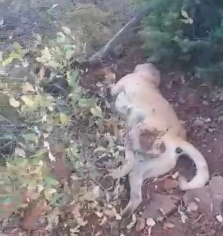 Av tüfeği ile katledilen çoban köpeği çalıların arasında bulundu
