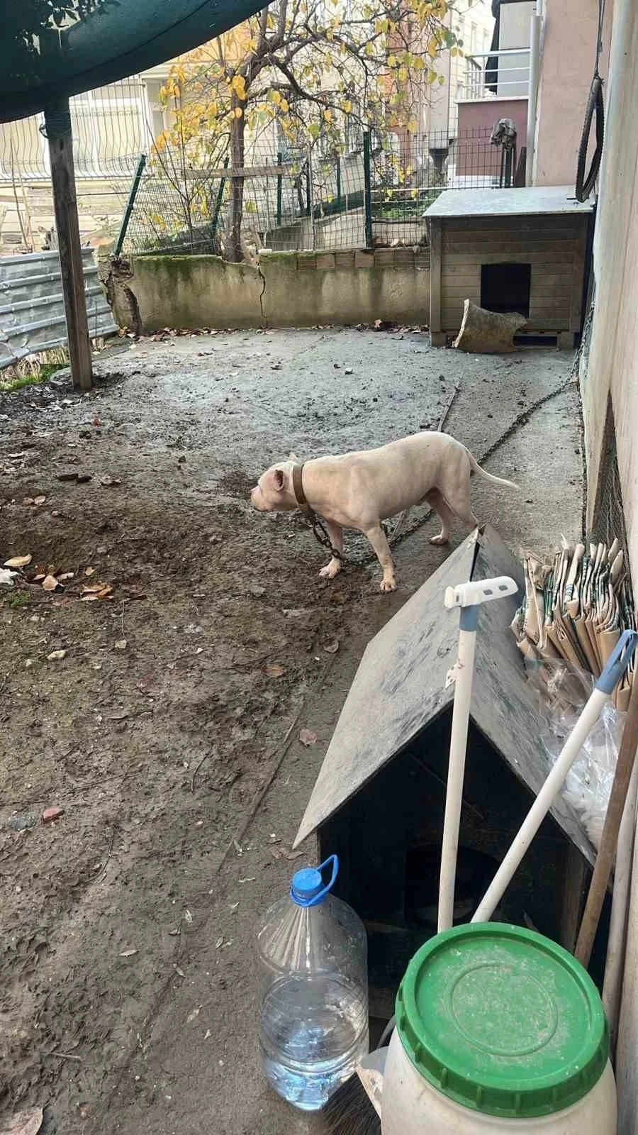 Avcılar’da ağızlıksız gezdirilen pitbull köpek kediyi parçaladı, sahibi gözaltına alındı
