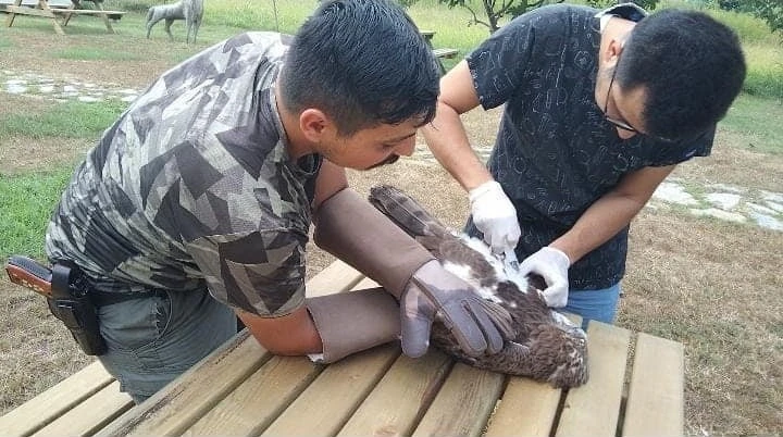 Avladığı yılanı yutamayan kartal fenalaştı
