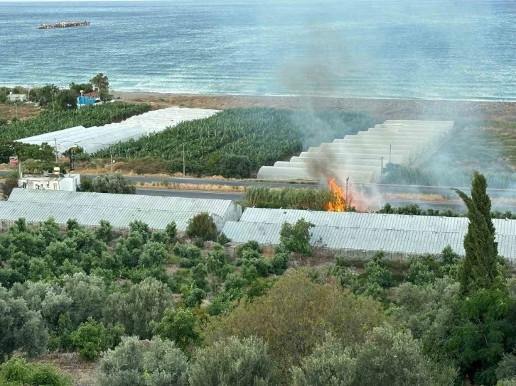 Avokado ağaçları yangında zarar gördü
