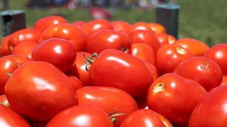 Avrupa'dan domates için talep üstüne talep geliyor