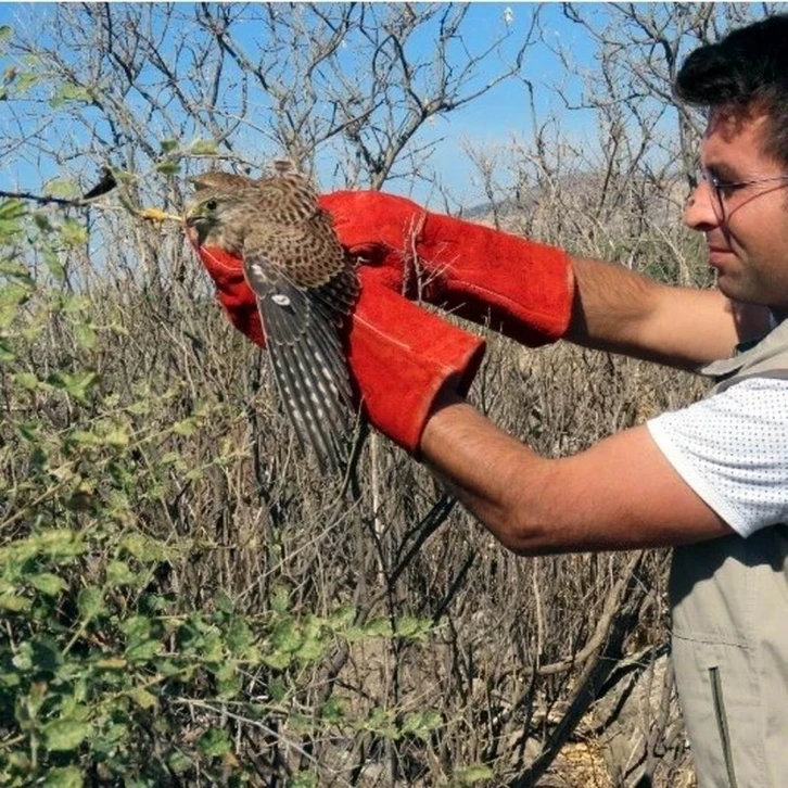 Ayağı ipe bağlanmış atmaca kurtarılarak doğaya salındı
