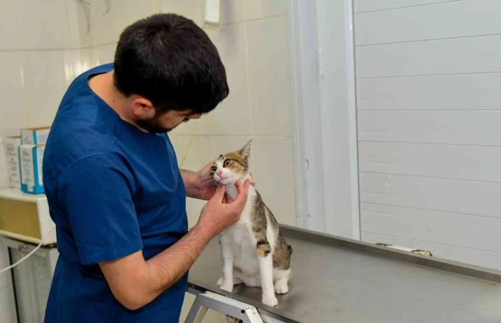 Ayağı kırılan kedi, ameliyatla sağlığına kavuştu
