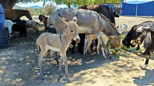 Ayağı kırılınca ölüme terk edilen eşek 8 ay sonra doğum yaptı