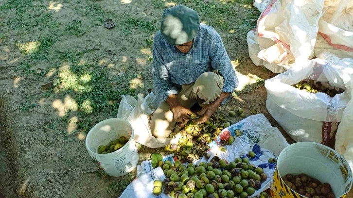 Aydın’da ceviz hasadı başladı
