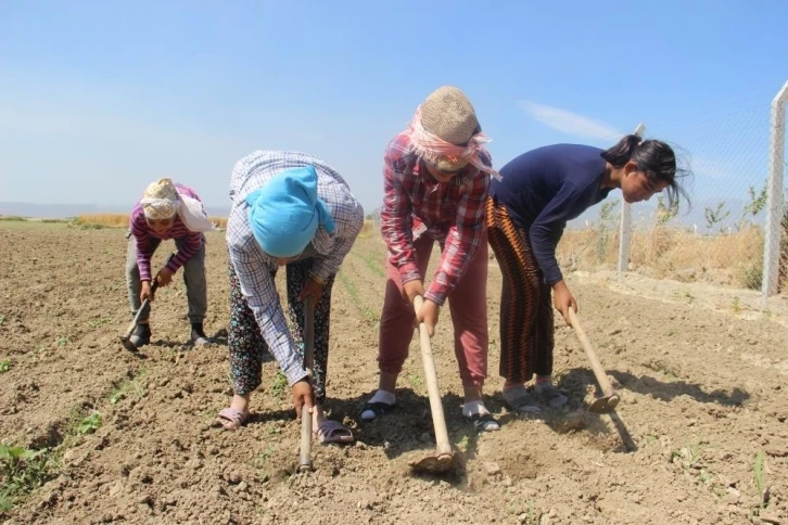 Aydın’da çiftçi yaşı yükselmeye devam ediyor
