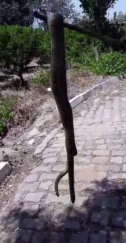 Aydın’da dev yılan korkuttu
