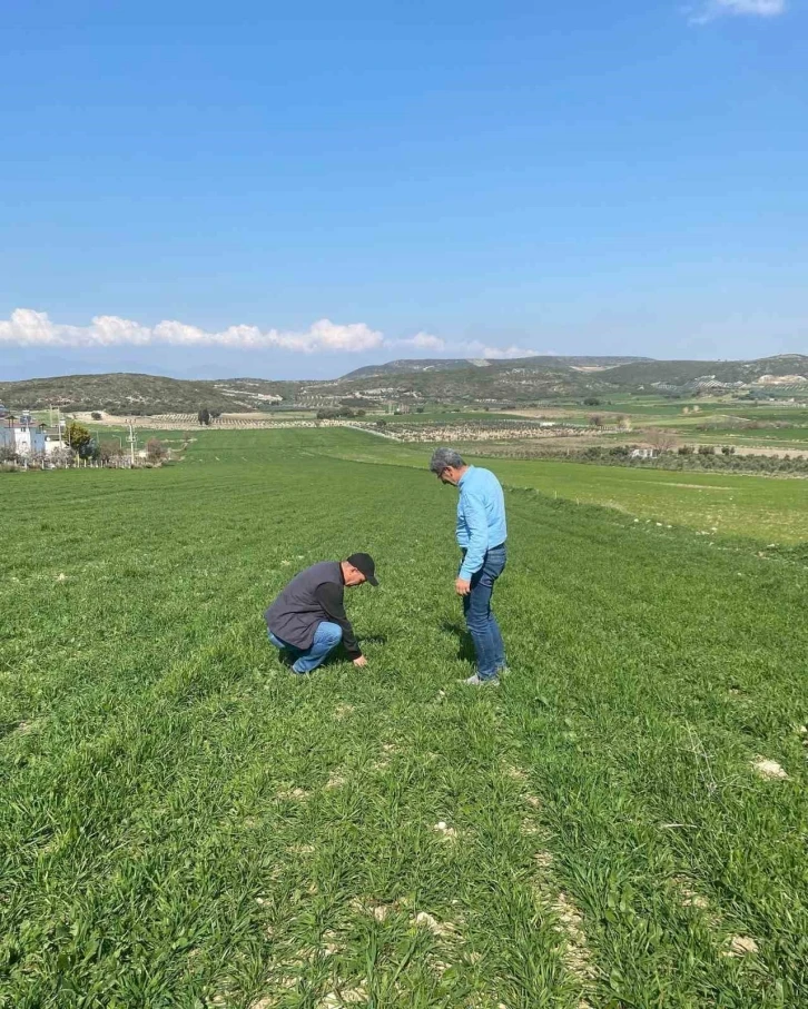 Aydın’da hububat ekili araziler denetlendi
