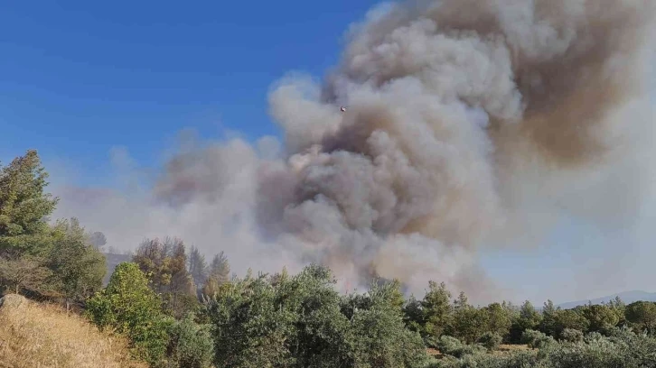 Aydın’da orman yangınına havadan ve karadan müdahale ediliyor
