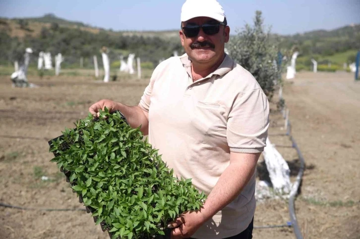 Aydın’da "Ata Tohumları Projesi" büyümeye devam ediyor
