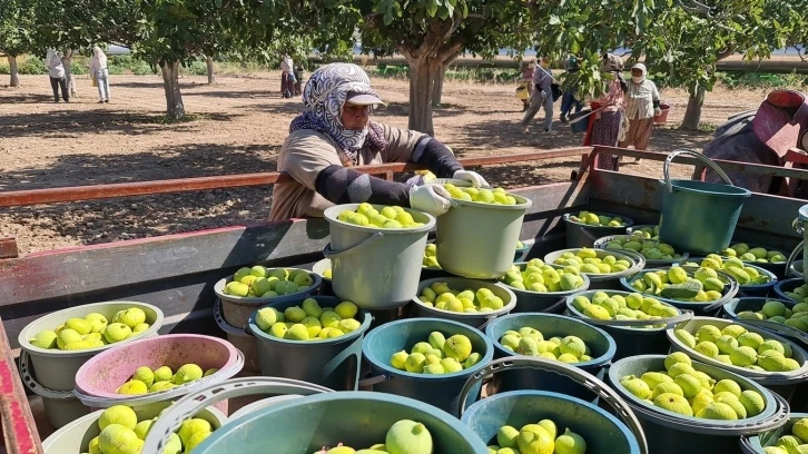 Aydın’da siyah ve sarılop çeşidi taze incirin hasat ve ihraç tarihleri belirlendi
