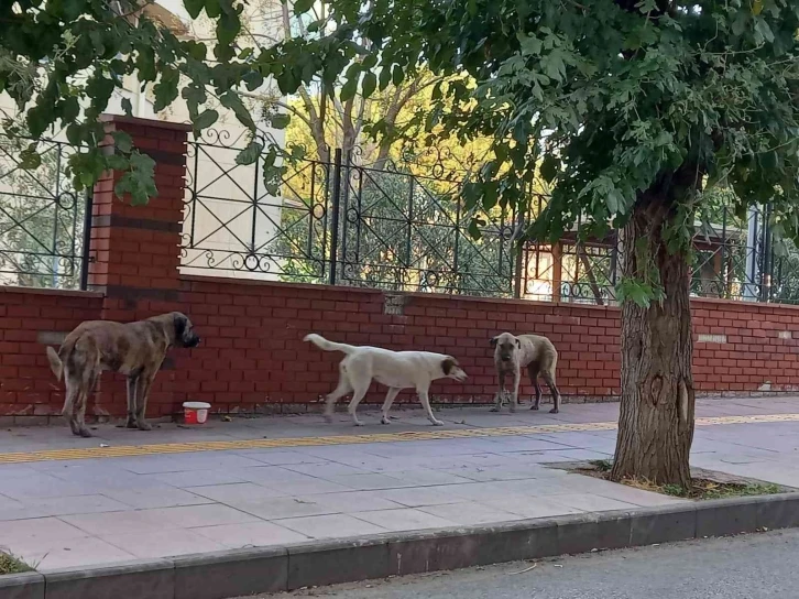 Aydın’da sokak köpekleri sorun olmaya başladı
