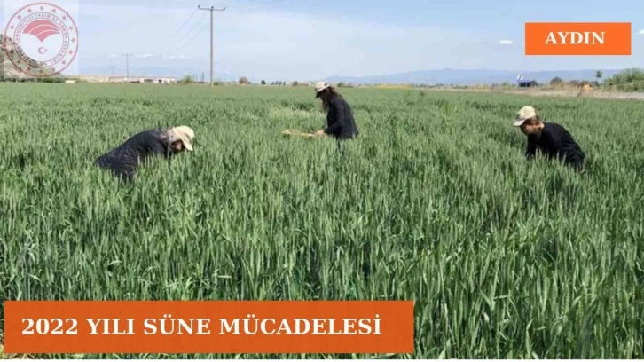 Aydın’da süne mücadelesi devam ediyor
