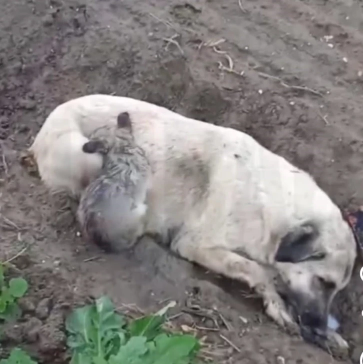 Aydın’da zehirlenme iddiası: Köpek ve yavruları telef oldu
