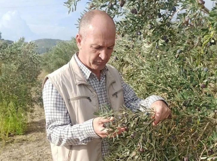 Aydın’da zeytin ve narenciye bahçeleri denetlendi
