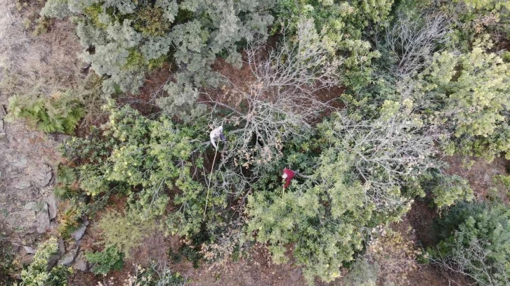 Aydın’ın dağlarında hareketlilik başladı, kestane üreticilerini hasat telaşı sardı
