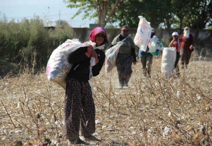 Aydın Ovası’nda ‘kalıntı pamuk’ mesaisi
