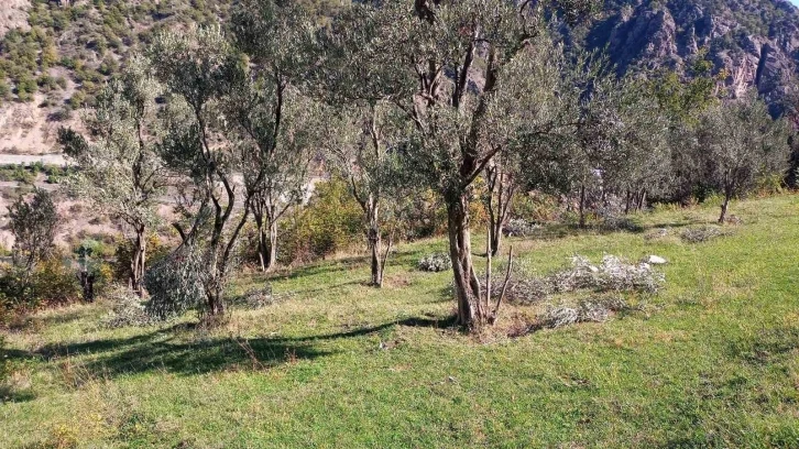 Ayılar bu kez zeytin ağaçlarına dadandı
