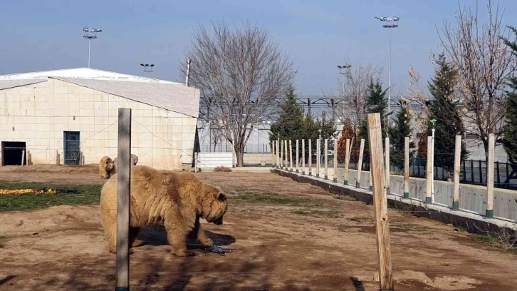 Ayıların dron ile imtihanı: Pervanesiyle oynadılar
