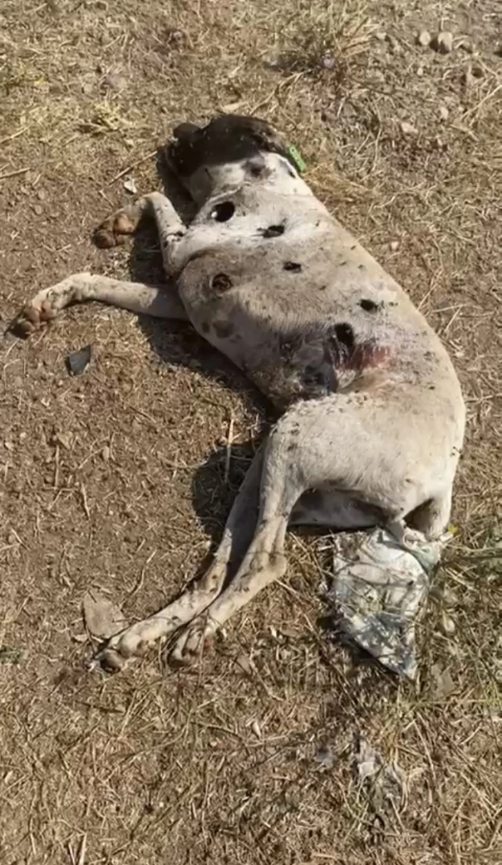 Ayvacık Kaymakamlığı köpek ölümleriyle ilgili inceleme başlattı
