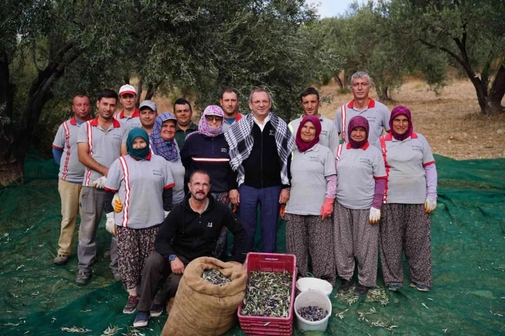 Ayvalık Belediyesi’ne ait zeytinliklerde ilk hasat Başkan Ergin’den
