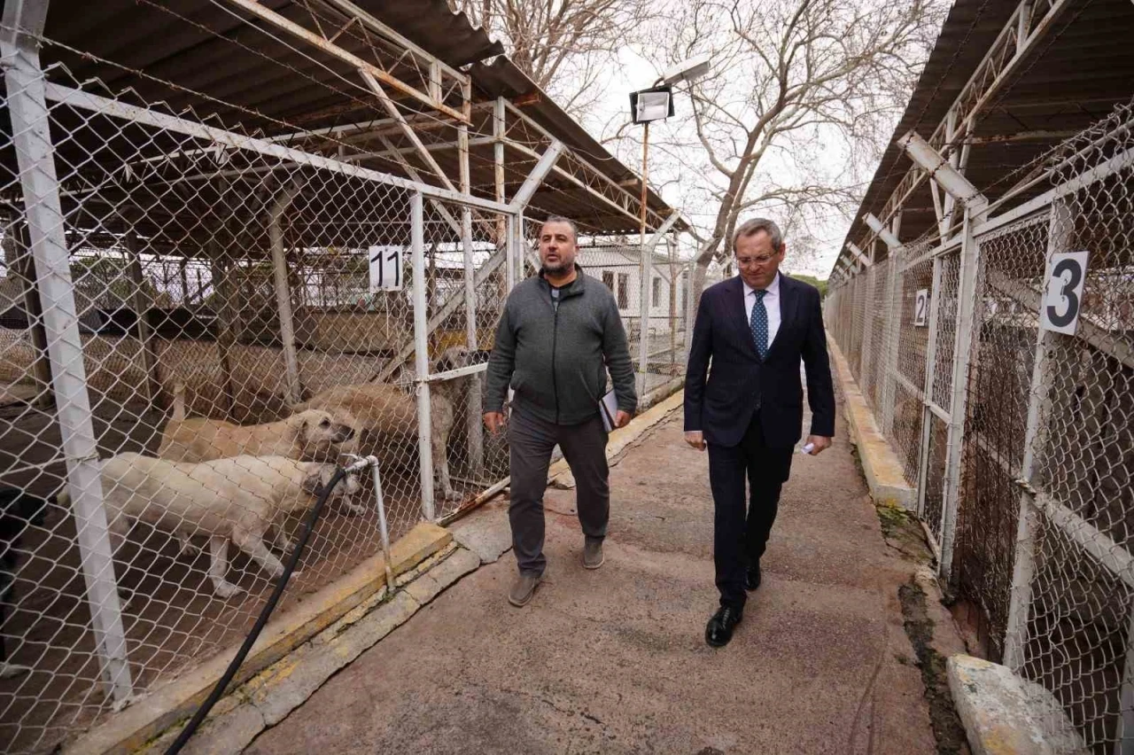 Ayvalık Belediyesi sokaktaki can dostların da yanında
